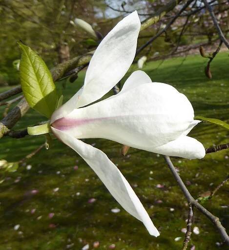 Magnolia kobus