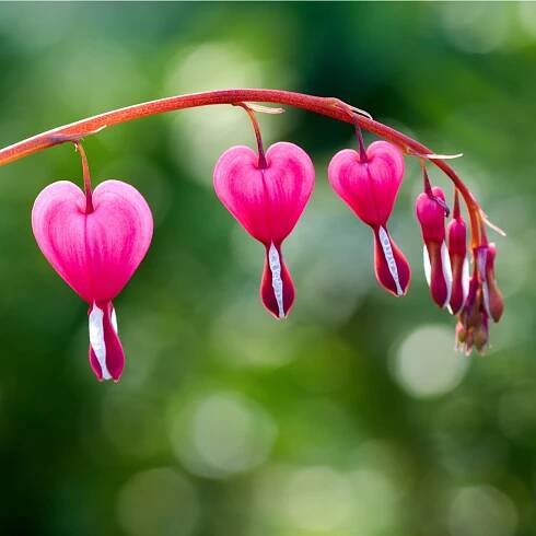 Srdcovka - Dicentra spectabilis - cibuloviny - 1 ks