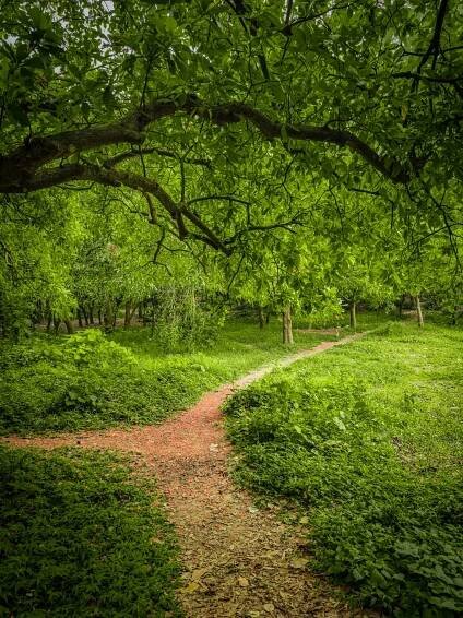 a path in the middle of a lush green forest