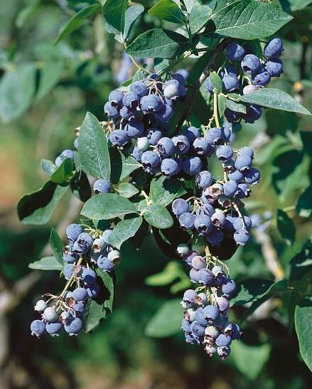 Vaccinium corymbosum ´Eliot´ , Kanadská borůvka, K12