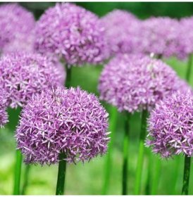 Česnek okrasný - Allium purple sensation - cibule česneků - 3 ks