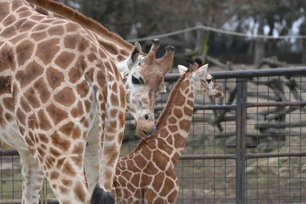 V olomoucké zoo se loni a letos narodila 4 mláďata ohrožené žirafy Rothschildovy