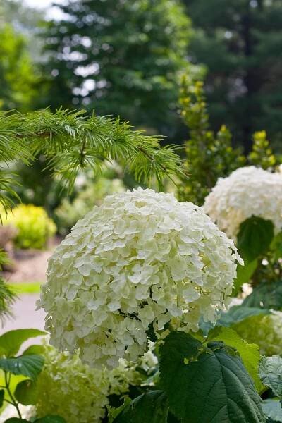 Incrediball® - Smooth Hydrangea - Hydrangea arborescens Images | Proven Winners