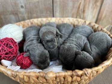 Charcoal Labrador Puppies for Sale | Silver and Charcoal Kennels