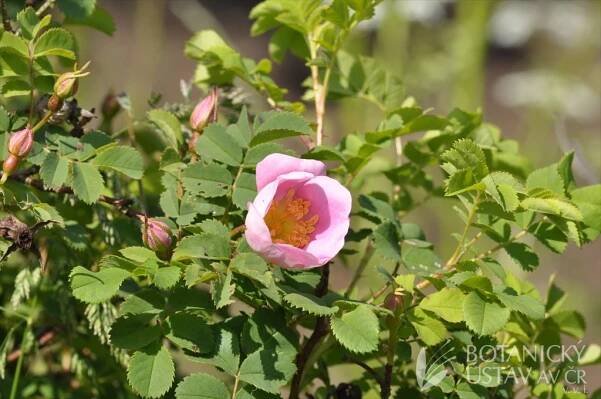 Rosa 4_4 | růže | Genofondové sbírky Chotobuz | Fotogalerie | iBotky.cz
