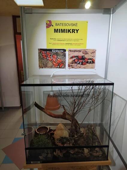 Výstava MIMIKRY | Zoo Hluboká 