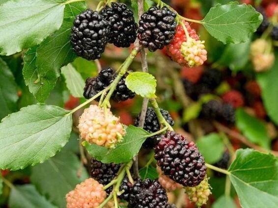 Moruše 'Mojo Berry'