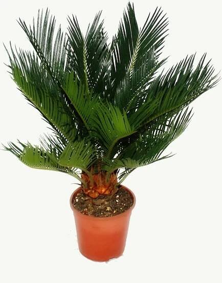 Cycas revoluta - cykas japonský s hlízou - květináč 12cm