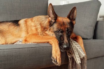 Čistokrevný mladý německý ovčácký pes ležící schoulený na pohovce v ložnici. Portrét mazlíčka. — Stock obrázek