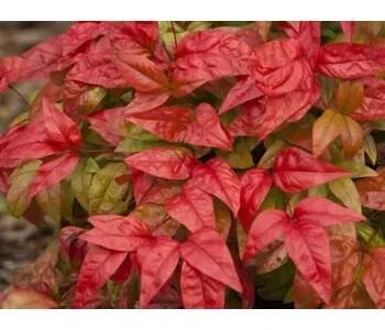 Nandina domácí 'Fire Power' Balení: kontejner p9