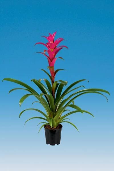 Paradise Orchids - Bromelia