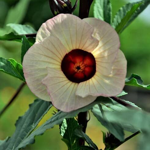 Ibišek súdánský – Hibiscus sabdariffa – osivo ibišku