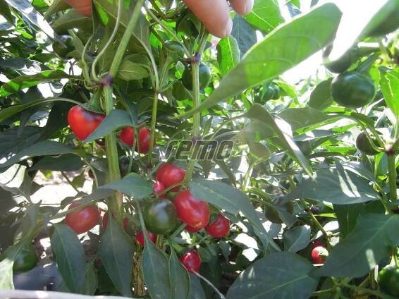 PROFI, Zelenina SEMO - Paprika Korál - pálivá, p2551
