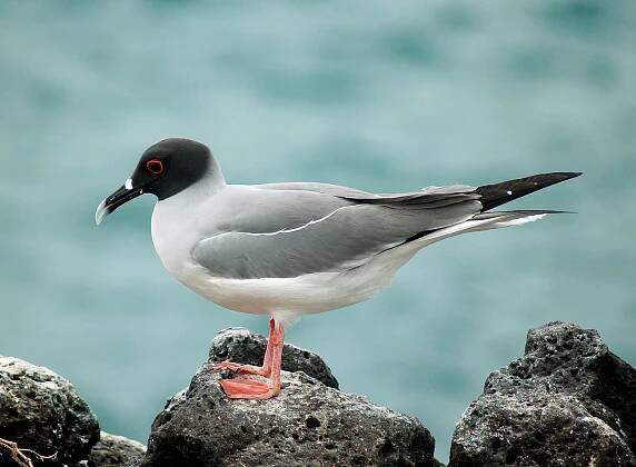 Swallow-tailed gull