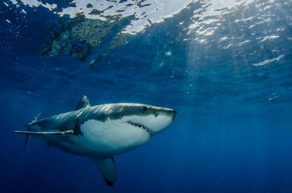 Bílý žralok patří k nejděsivějším predátorům.