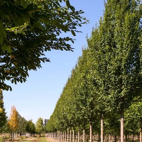 Carpinus betulus 'Lucas' – habr obecný 'Lucas'