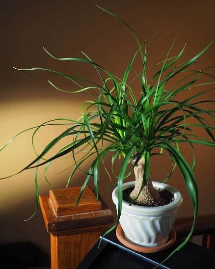  Beaucarnea recurvata