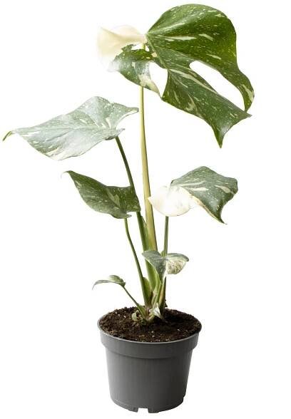 Monstera, Monstera deliciosa Thai Constellation, panašovaná, průměr květináče 12 cm