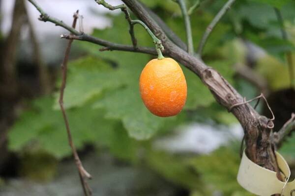 Na zahradě v Moravci právě dozrávají fíky, kiwi, kaki a další exotické plody