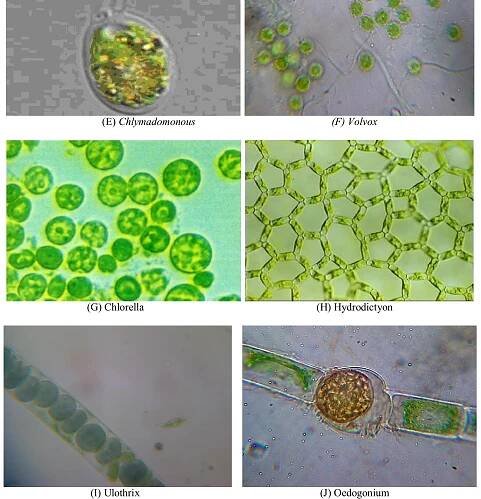 The Chlorophyceae are a large and important group of freshwater green algae. They include some of the most common species, as well as many members that are important both ecologically and scientifically Palmer (1980). This occurs in large free floating submerged mats, freshwater ponds, ditches and slow moving streams. The Genus Spirogyra is considered to  be inhabitant of unpolluted waters Bold & Wynne (1978). The diversity founded of phytoplankton belonging to Cyanophyceae, Chlorophyceae and Bacillariophyceae classes from Girija Kund and Maqubara pond, Faizabad, India during May 1999-June 2000. The seasonally distribution of algal diversity shows dominance nature as Cyanophyceae >  Bacillariophyceae > Chlorophyceae Dwivedi and Pandey (2002). 