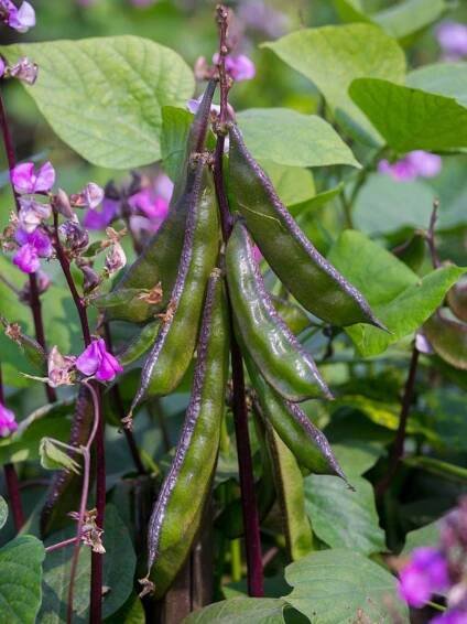 Purple Hyacinth Bean Care - How To Grow A Hyacinth Bean Vine