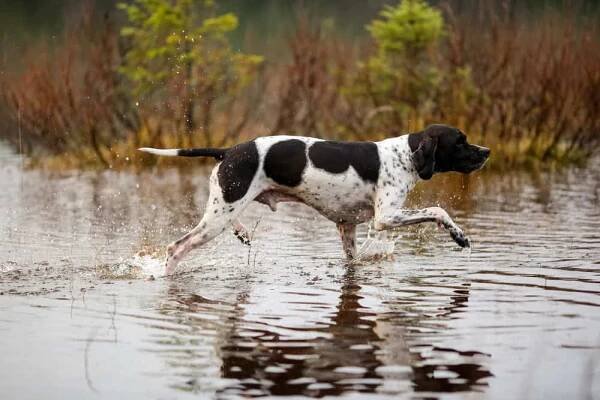 Pointer