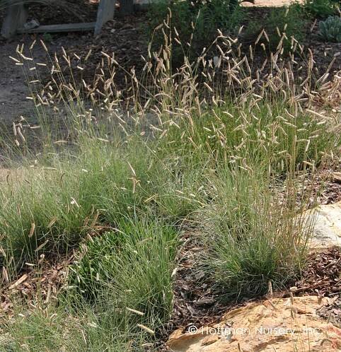 Hoffman Nursery Plants