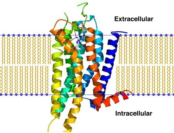 Soubor:A2A receptor bilayer.png
