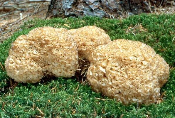Obrázek - Sparassis crispa (kotrč kadeřavý) | BioLib.cz