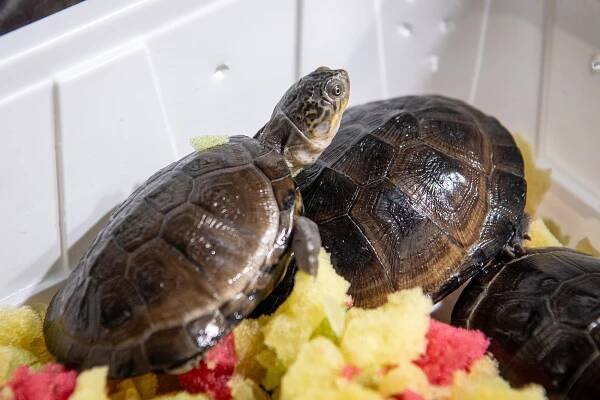 Víkendové tipy v Ostravě: noblesní i zábavné plesy, Fauna trhy, fotbálek i hokej