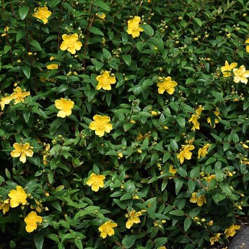 Catalog – Willow Creek Nursery