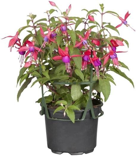 Převislá fuchsie průměr květináče cca 11 cm