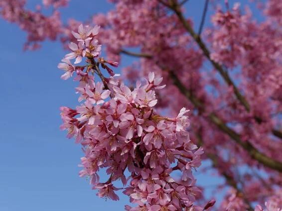 Prunus incisa 'Paean' | slivoň vyříznutá 'Paean' - Van den Berk školky