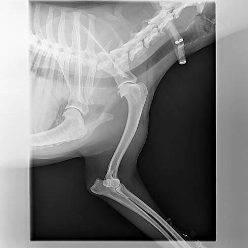 Ulomený osteofyt z kaudálního glenoidu | AnimalClinic