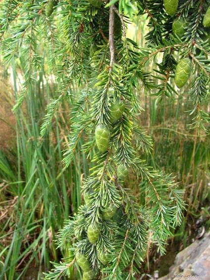 Jedlovec kanadský Pendula (Tsuga canadensis)