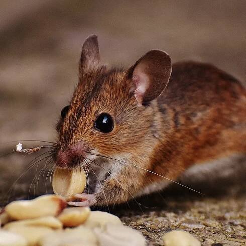 Into the Mice