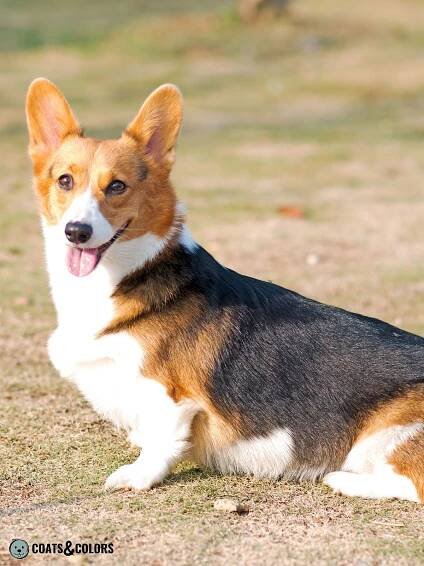 Welsh Corgi Pembroke coat colors red headed tri saddle 2