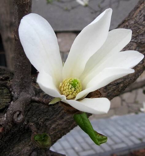 Magnoliidy