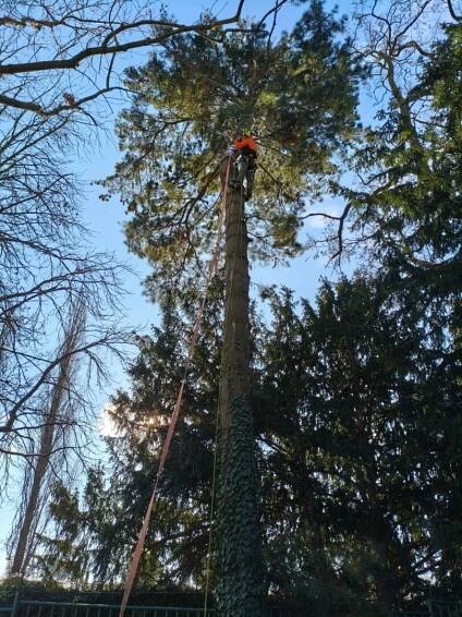 Rizikové kácení stromů - B&S ARBO