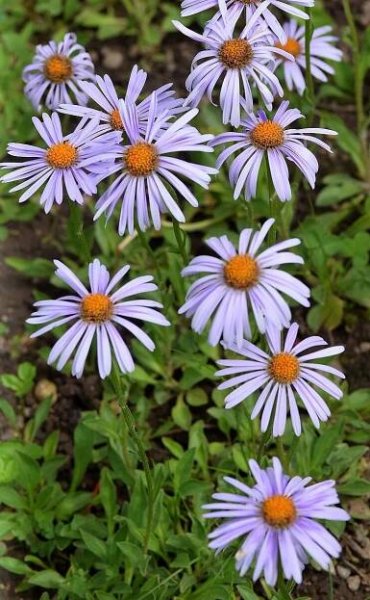 Obrázek - Aster tongolensis (hvězdnice tongolská) | BioLib.cz
