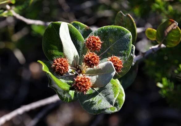 Endemic flora - The epicureans of pebble