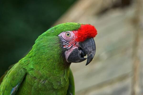 [100+] Green Parrot Hd Wallpapers