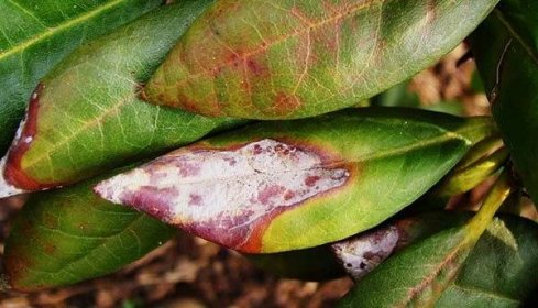 Škůdci a choroby rododendronů, jejich léčba a tlumení
