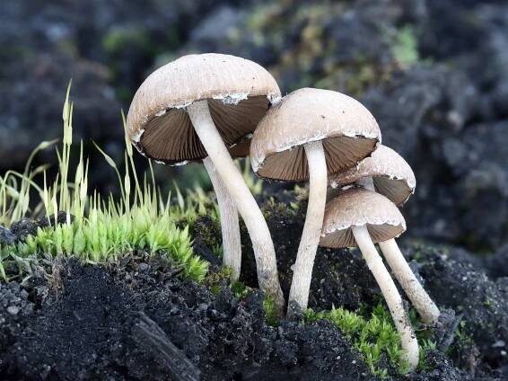 Psathyrella pennata - křehutka opýřená