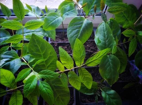 Cobaea Scandens seedlings