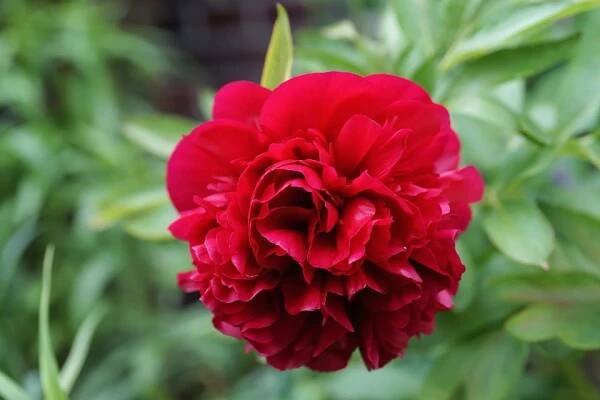 Pivoňka RED MAGIC