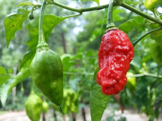Chilli papričky jsou jako droga: jednou zkusíte a už bez nich nemůžete žít. Těmto druhům se ale vyhněte!