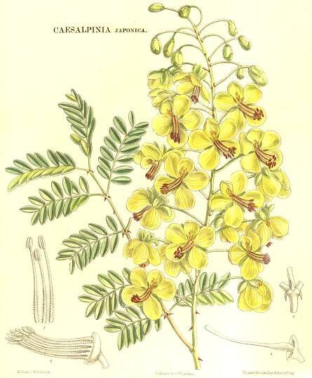 Angiosperm families - links to images 
