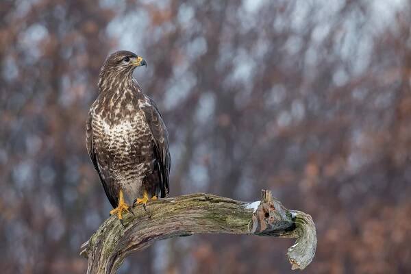 Dravé vtáky ‹ Ľubo Ondráško | kameraman a fotograf