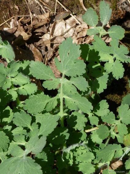 Vlaštovičník větší (Chelidonium majus)